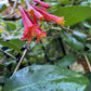 Coral Honeysuckle vine, Lonicera sempervirens