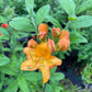 Flame Azalea, Rhododendron calendulaceum