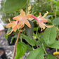 Southern Flame Azalea, Rhododendron austrinum
