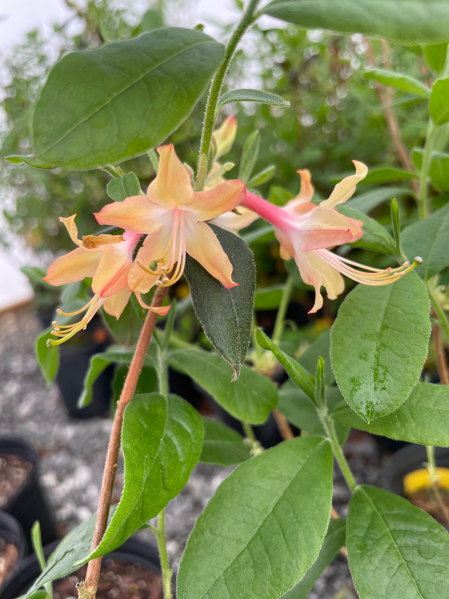 Southern Flame Azalea, Rhododendron austrinum