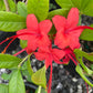 Plumleaf Azalea, Rhododendron prunifolium