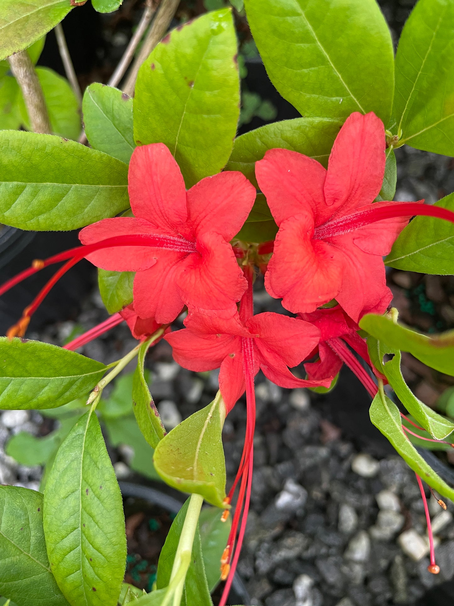 Plumleaf Azalea, Rhododendron prunifolium