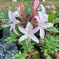 'Marydel' Dwarf Azalea, Rhododendron atlanticum 'Marydel'