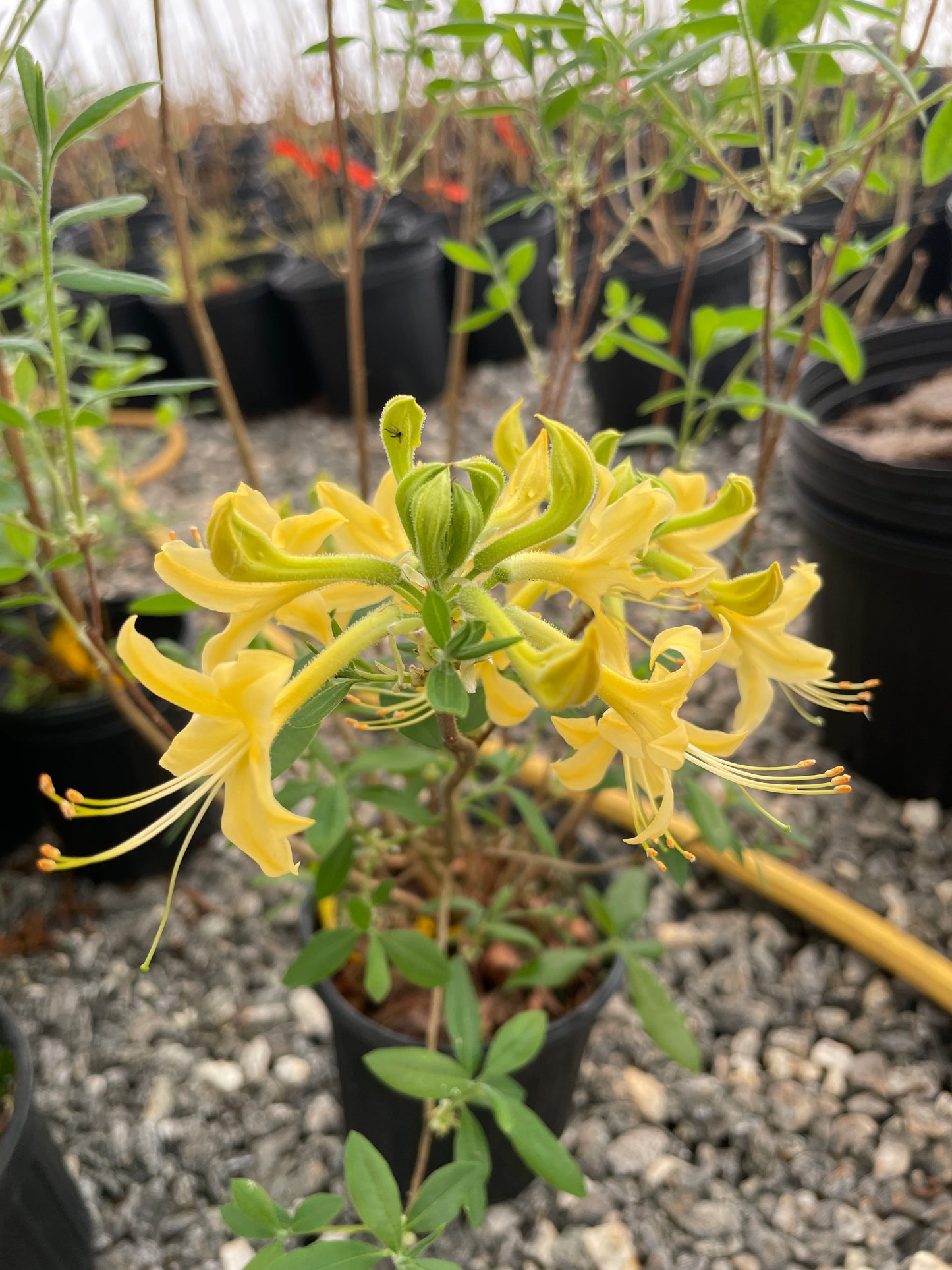 Southern Flame Azalea, Rhododendron austrinum