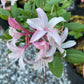 'Marydel' Dwarf Azalea, Rhododendron atlanticum 'Marydel'