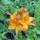 Flame Azalea, Rhododendron calendulaceum