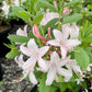 'Marydel' Dwarf Azalea, Rhododendron atlanticum 'Marydel'