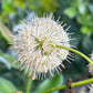 Buttonbush, Cephalanthus occidentalis