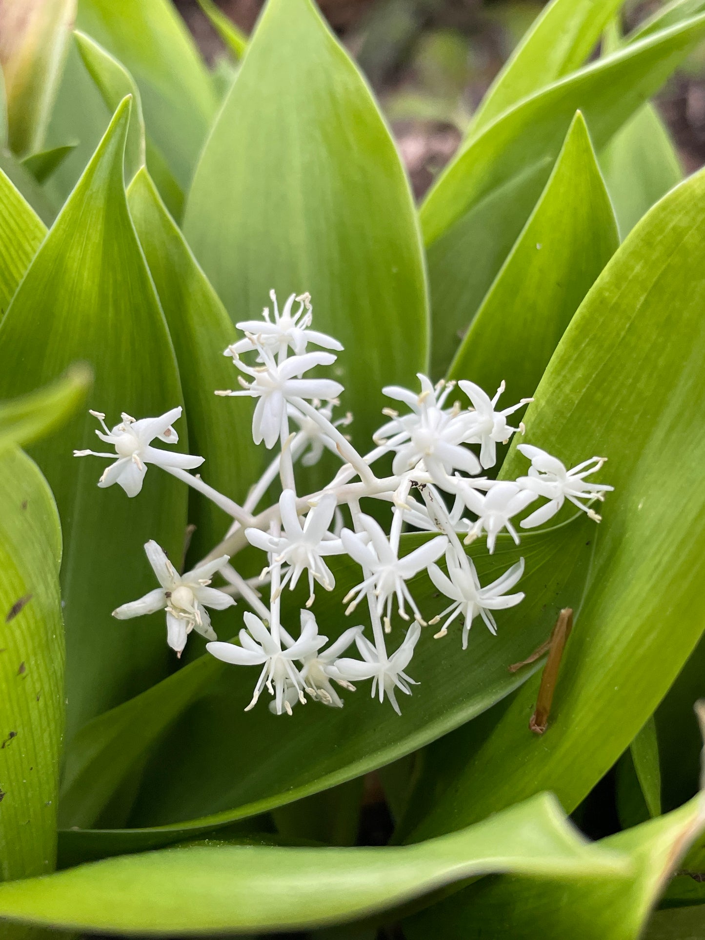 False lily of the valley, Speirantha convallarioides