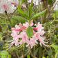 Mountain Azalea (Piedmont azalea), Rhododendron canescens